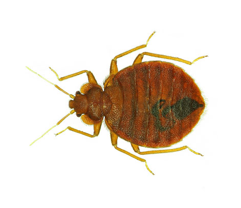 A close up of a single bed bug on a white background