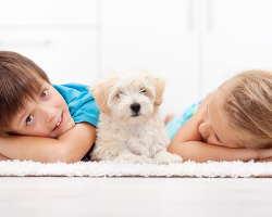 Image for Is Pest Control Safe for Kids and Pets?