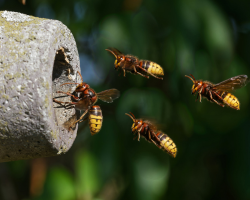 Image for Wasp & Hornet Prevention Tips
