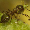 Image depicting acrobat ants
