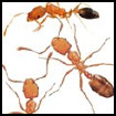 Image depicting pharaoh ants