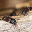 Image depicting carpenter ants