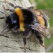 Image depicting bumble bees