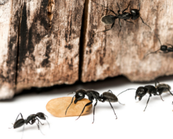 Image for CARPENTER ANT PREVENTION 101