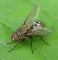 Image for CLUSTER FLIES