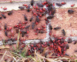 Image for FALL PEST PREVENTION 101