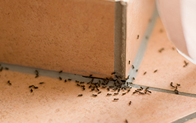 Image for PERIMETER INVADERS