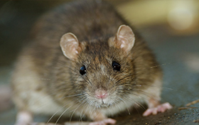 Image for RODENTS