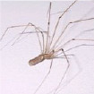 Image depicting daddy long legs spider