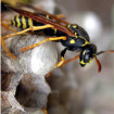 Image of wasps & hornets