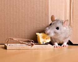 Image for Why Mouse Traps Don’t Solve Rodent Issues