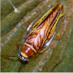 a single woodroach on a green leaf